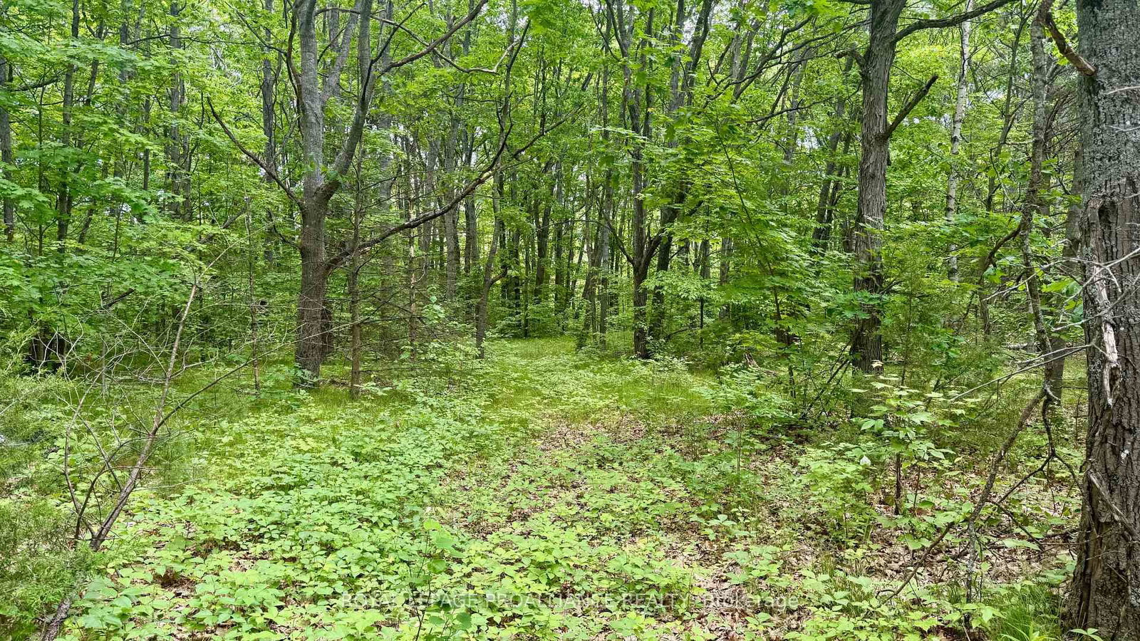 207 Middle Ridge Road • Brighton, ON photo 1