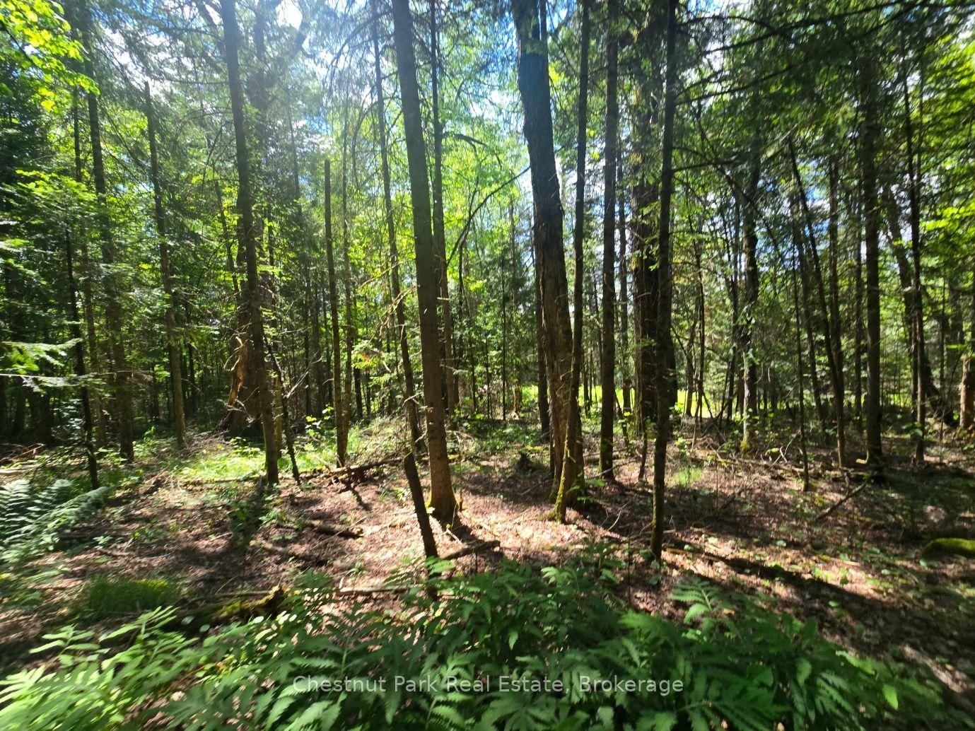 1630 Midlothian Road • Ryerson, ON photo 11