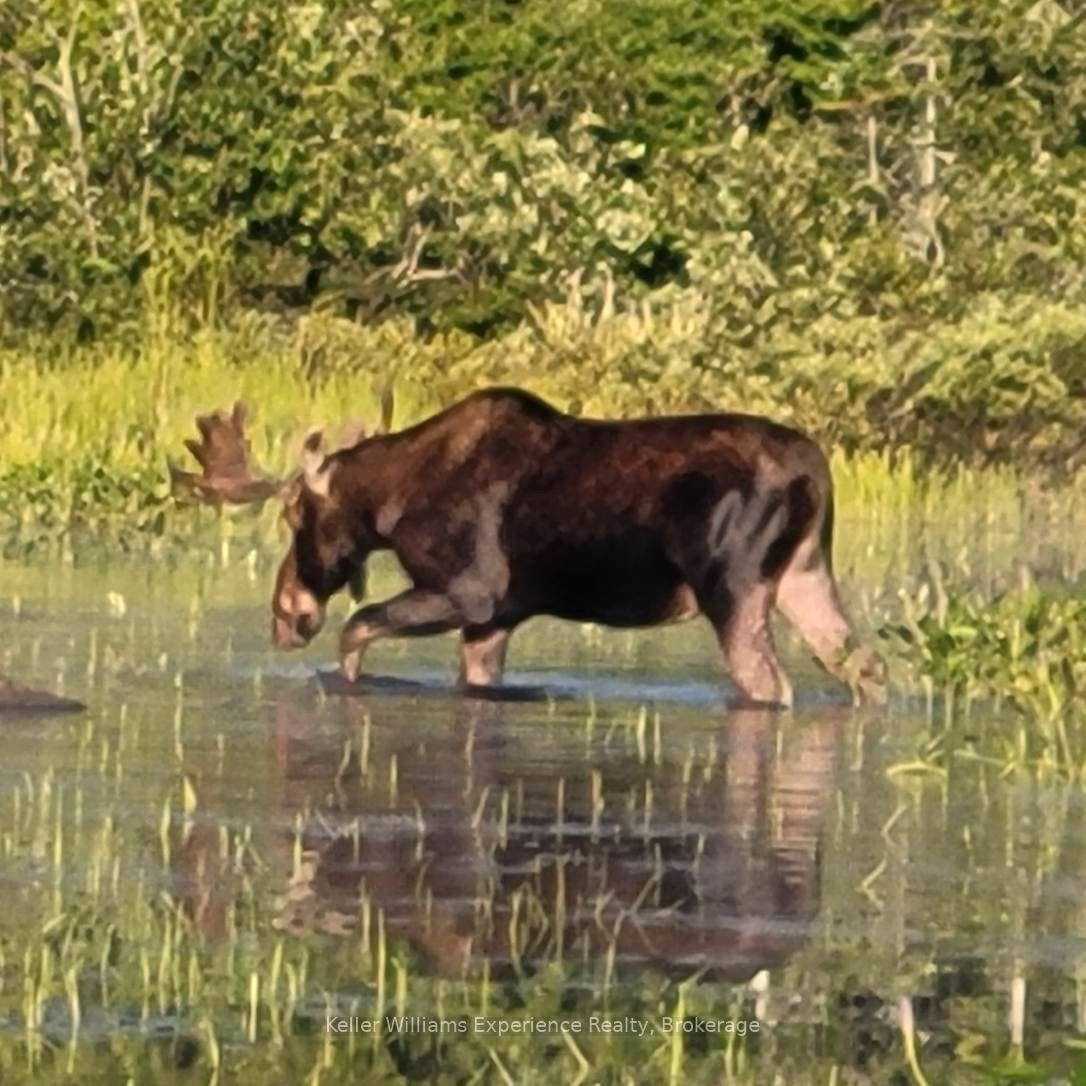 9000 Galeairy Lake • South Algonquin, ON photo 25