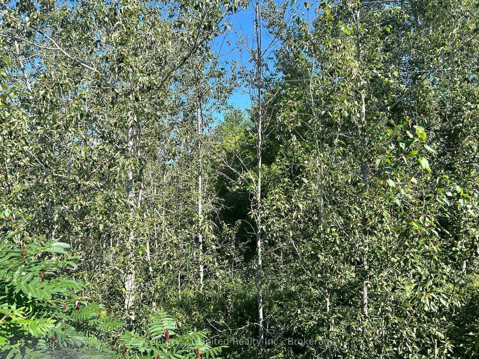 0 Concession Rd 4 W • Trent Hills, ON photo 4