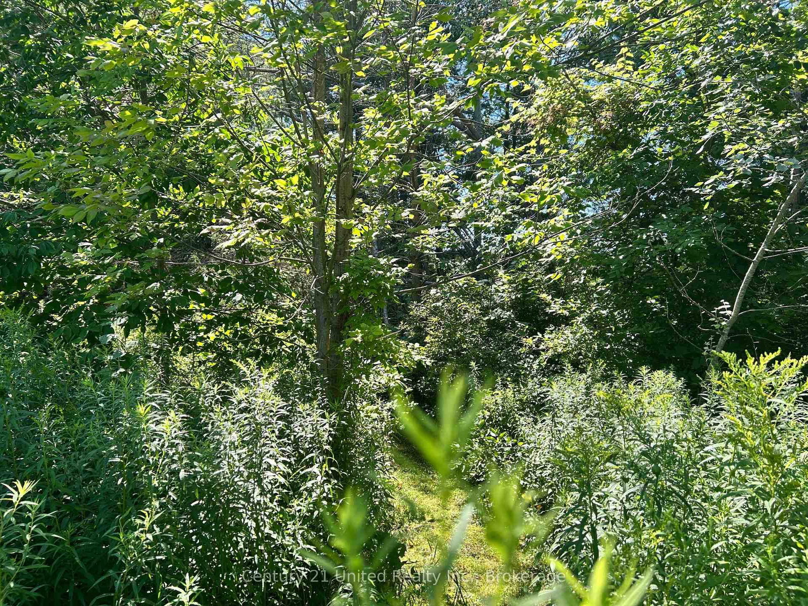 0 Concession Rd 4 W • Trent Hills, ON photo 5
