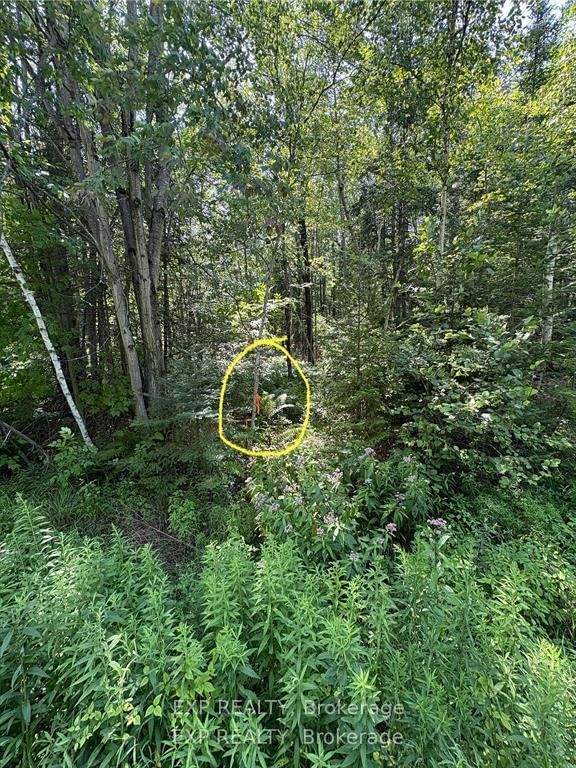 1 Lot 1 Concession 2 Part 4 Boundary Concession • Alfred and Plantagenet, ON photo 11
