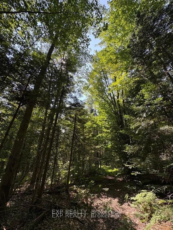1 Lot 1 Concession 2 Part 4 Boundary Concession • Alfred and Plantagenet, ON photo 4