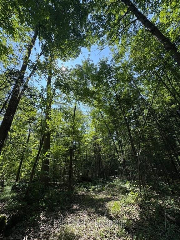 1 Lot 1 Concession 2 Part 4 Boundary Concession • Alfred and Plantagenet, ON photo 5
