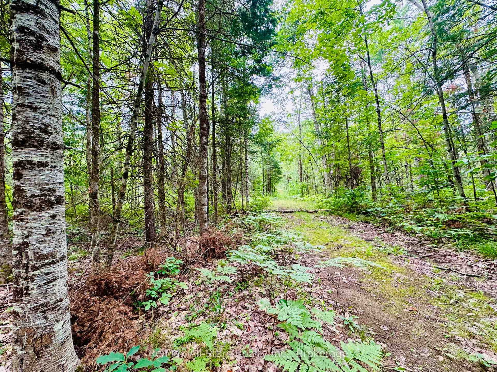 7140 Highway 28 • North Kawartha, ON photo 25