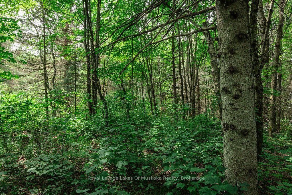 167 North Pickerel Lake Road • Armour, ON photo 11
