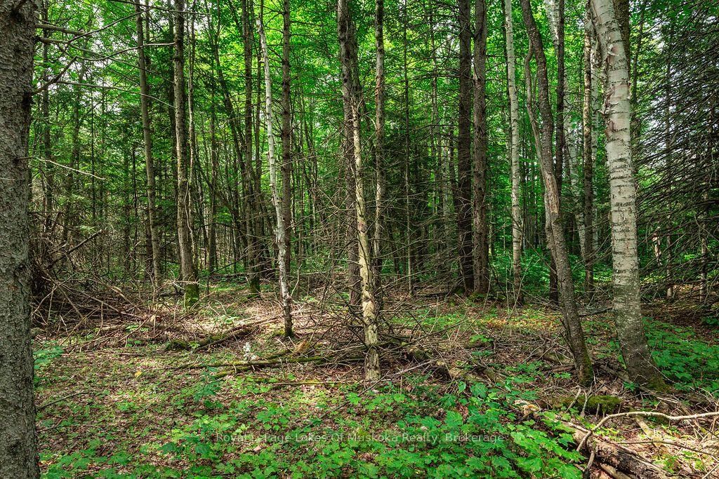 167 North Pickerel Lake Road • Armour, ON photo 15