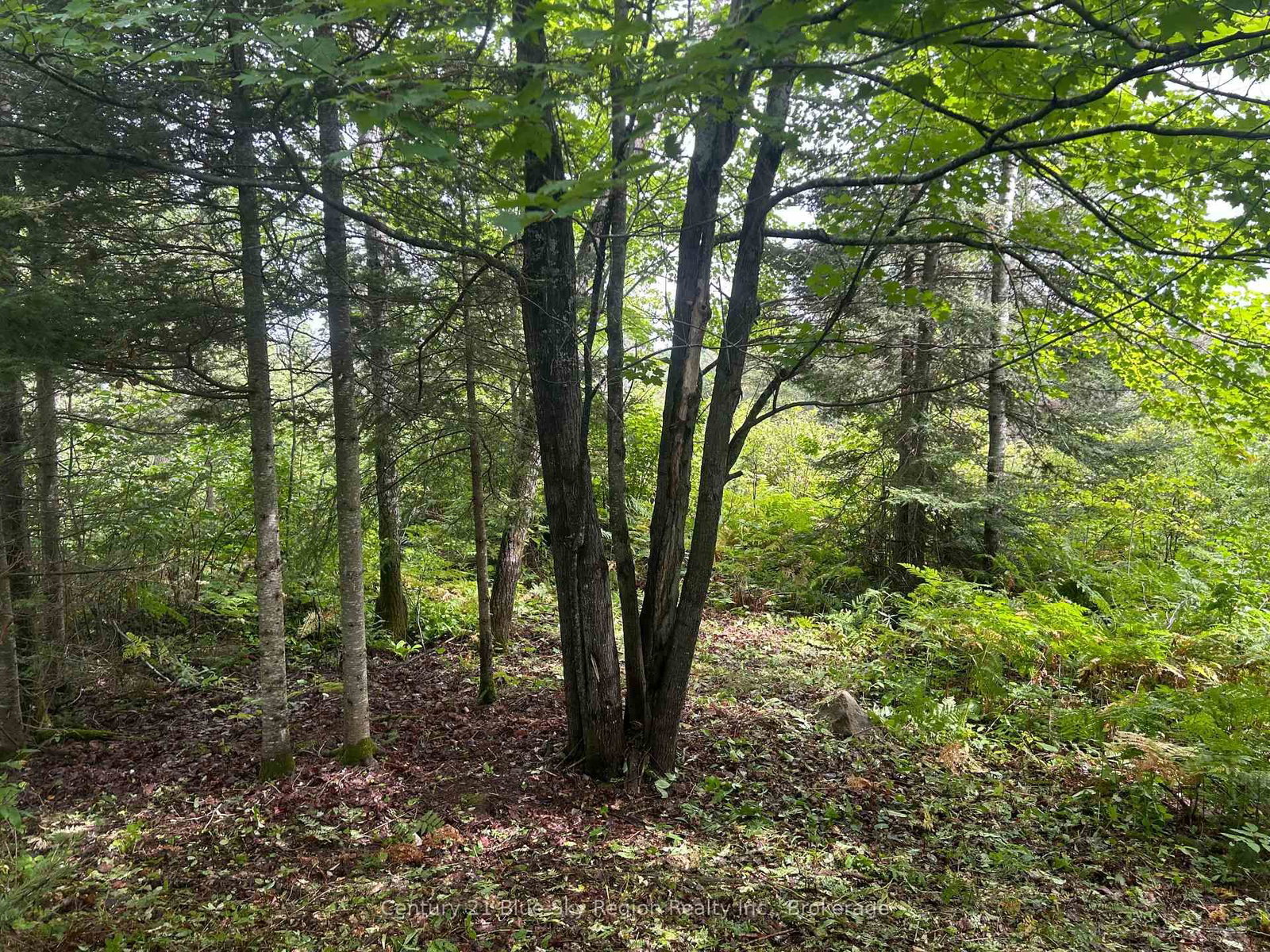 Part Lot 4 Highway 64 • West Nipissing, ON photo 9