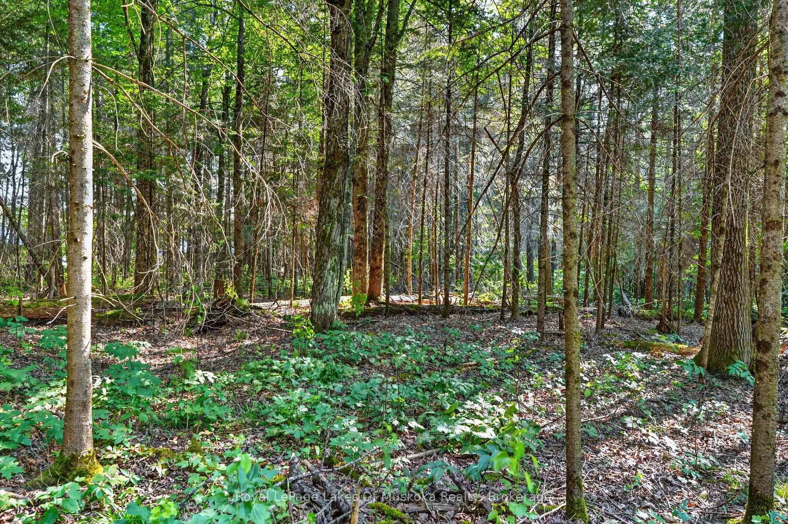 400 Chetwynd Road • Armour, ON photo 41