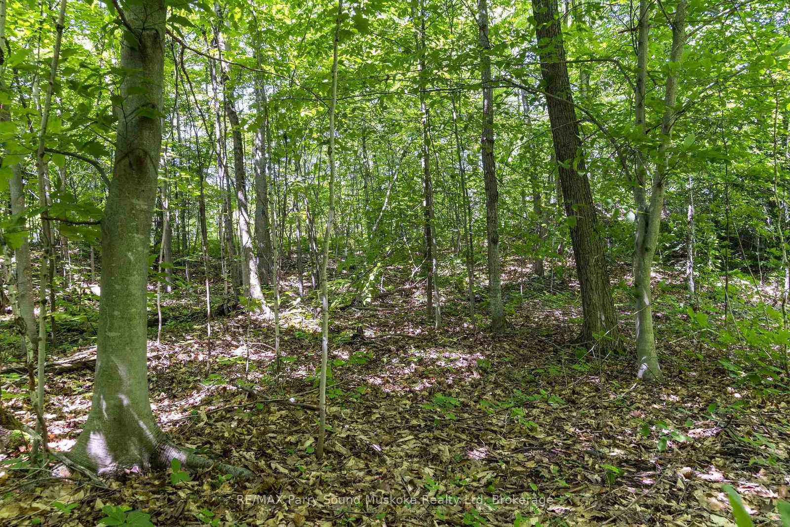 38 Fun Cottage Lane • McDougall, ON photo 15