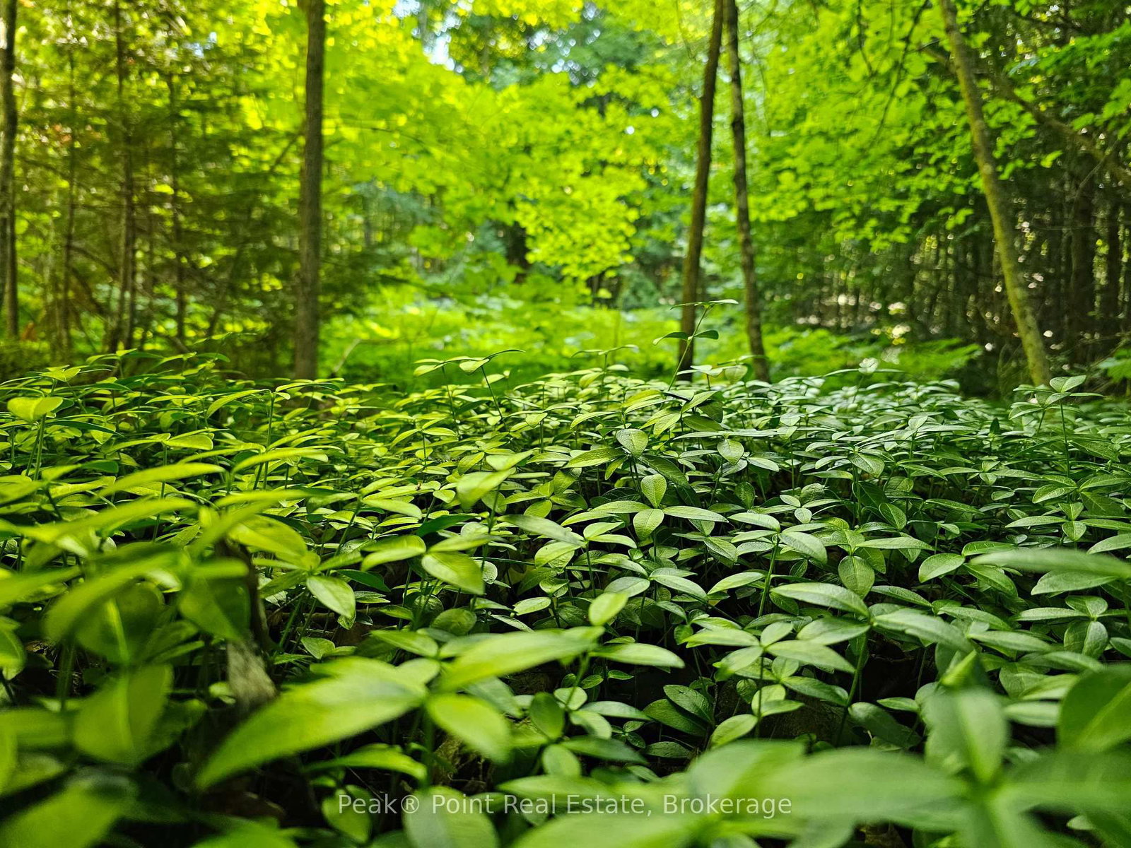 725 Purple Valley Road • South Bruce Peninsula, ON photo 1