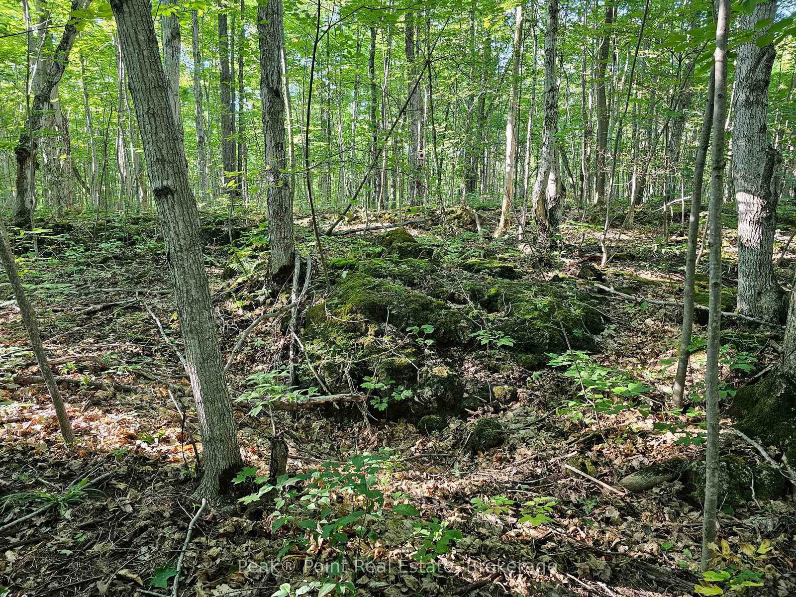 725 Purple Valley Road • South Bruce Peninsula, ON photo 9