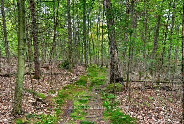 1039 South Waseosa Lake Road • Huntsville, ON photo 39