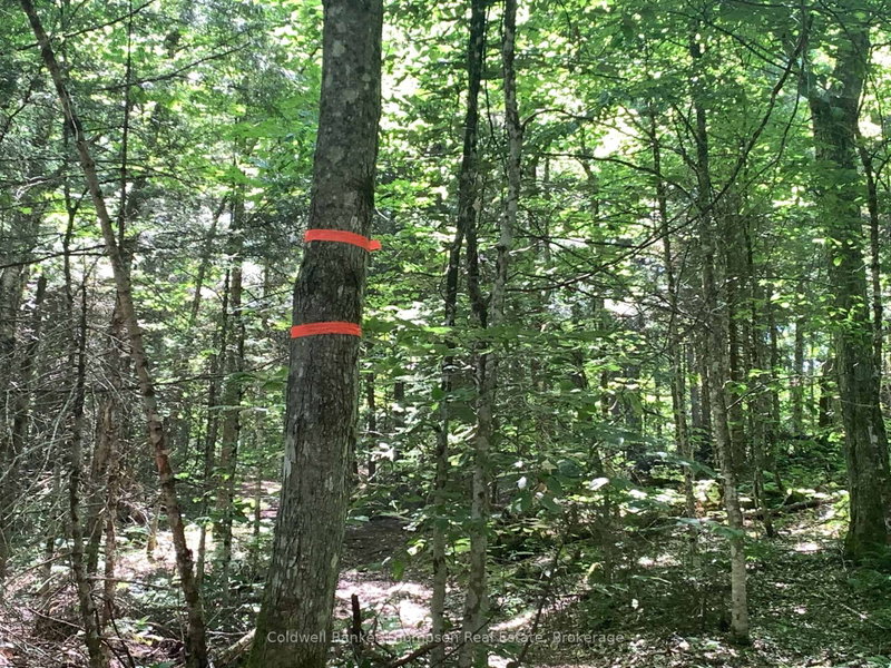 LOT 12 CON 2 n/a Trail