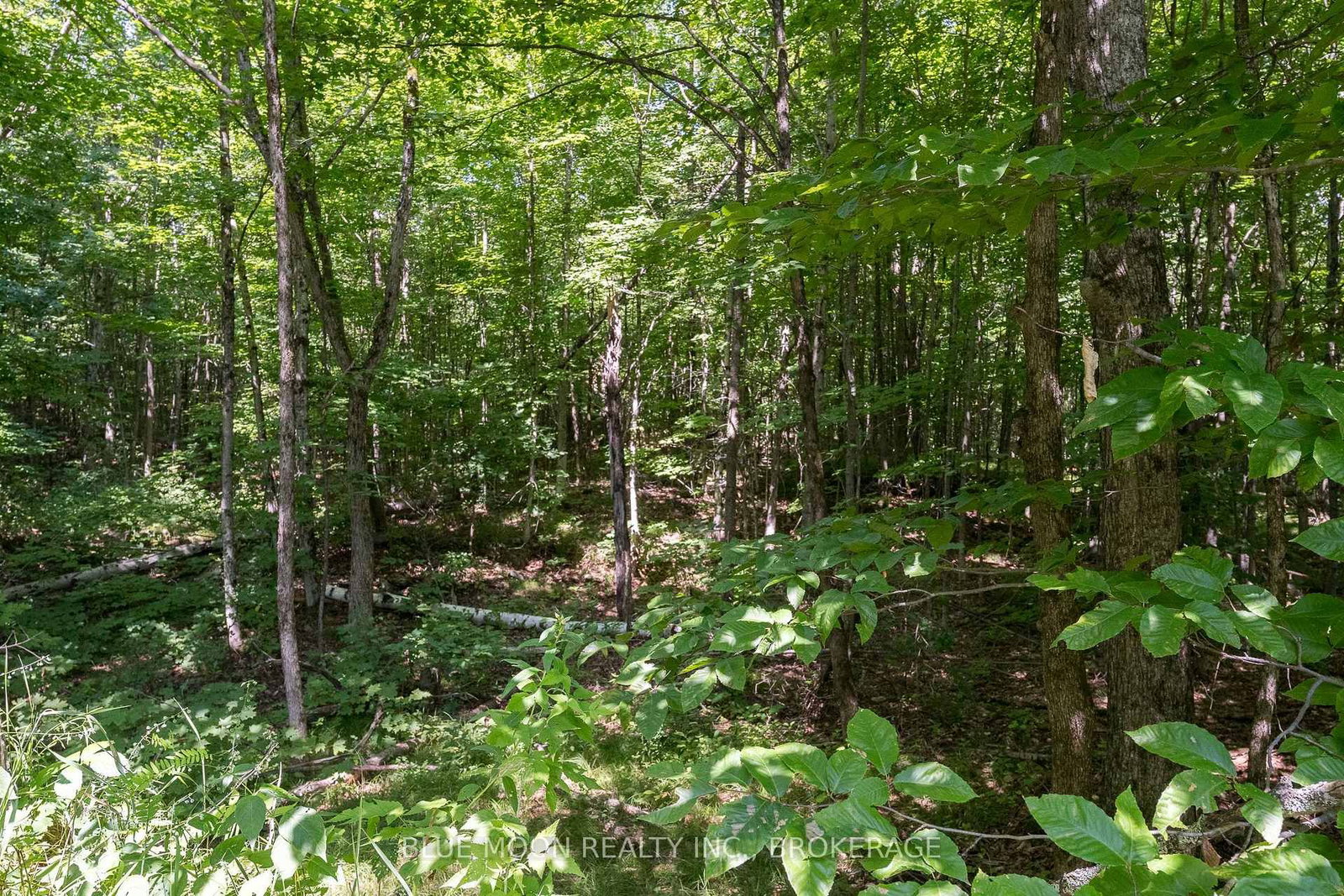 1531 Myers Cave Road • Arden, ON photo 4