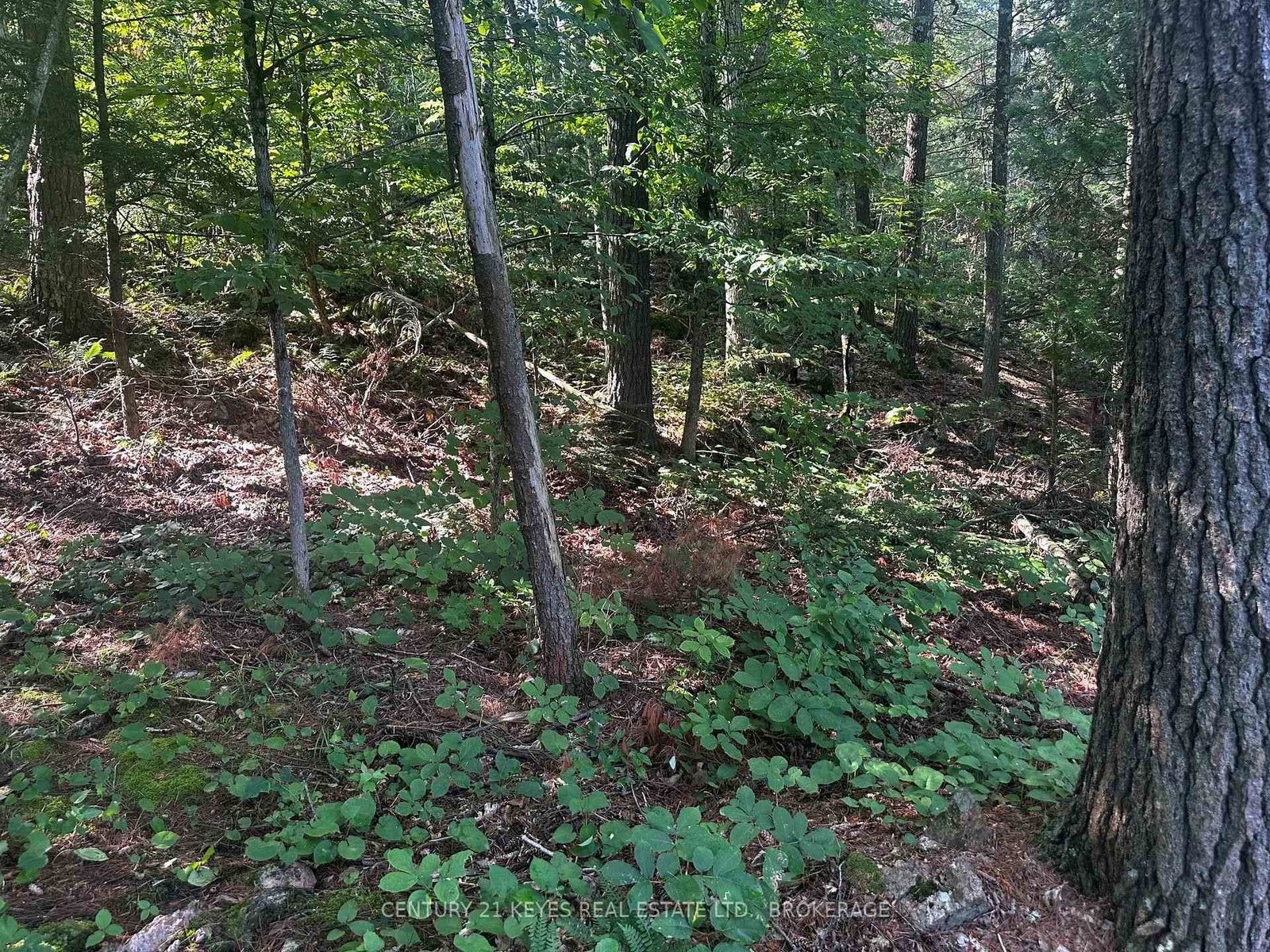 434 MOORHEAD Lane • Front of Leeds & Seeleys Bay, ON photo 4