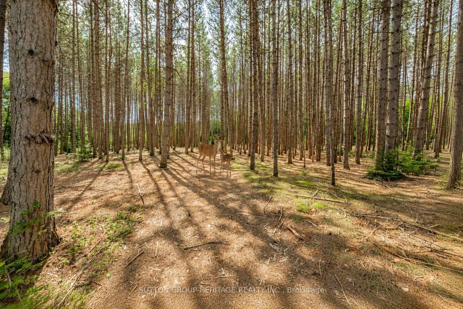 1241 One Mile Drive • Minden Hills, ON photo 29