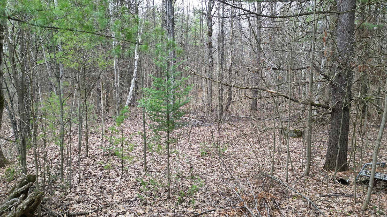 2493 Housey's Rapids Road • Kawartha Lakes, ON photo 10