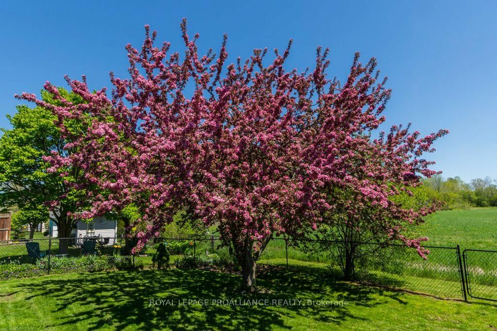 51 Applewood Drive • Brighton, ON photo 36