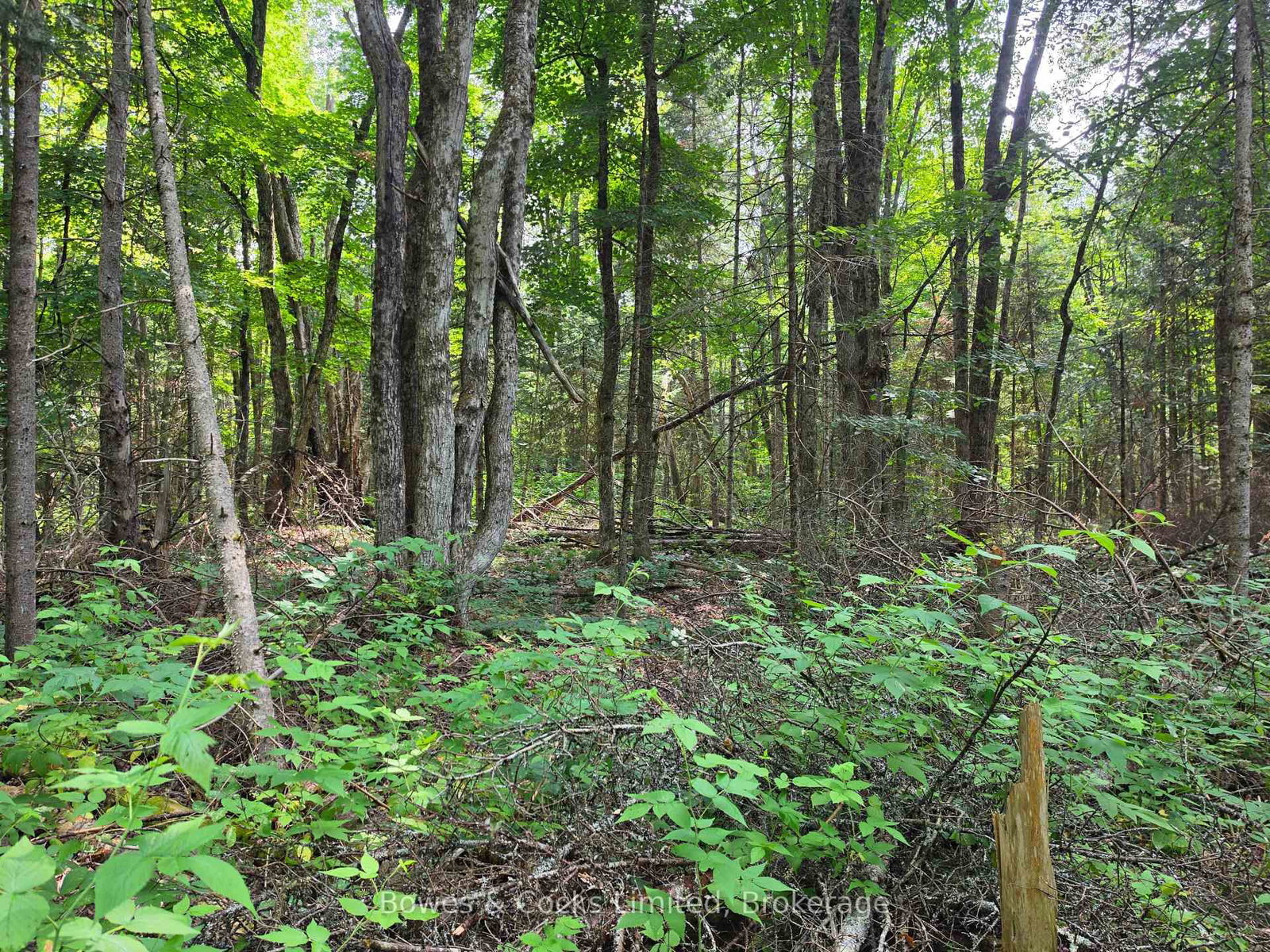 E 1/2 OF W 1/2 Concession 12 • North Kawartha, ON photo 6