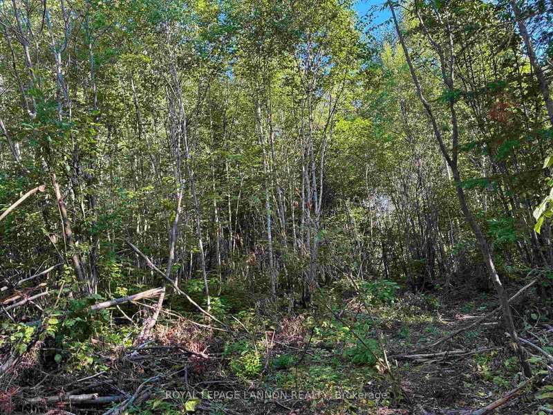 241 Cloud Lake Road
