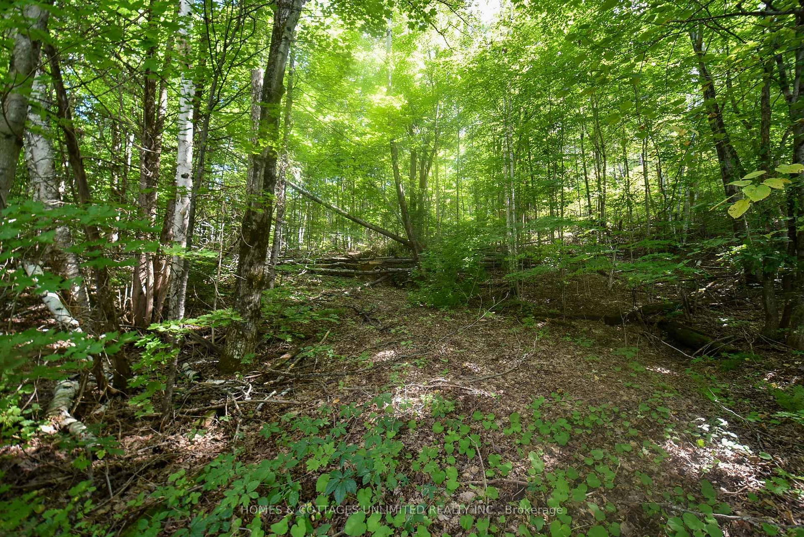 2493 River Road • Ompah, ON photo 13