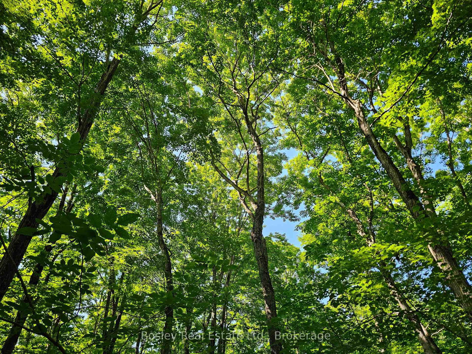 404302 20 Concession • Georgian Bluffs, ON photo 40