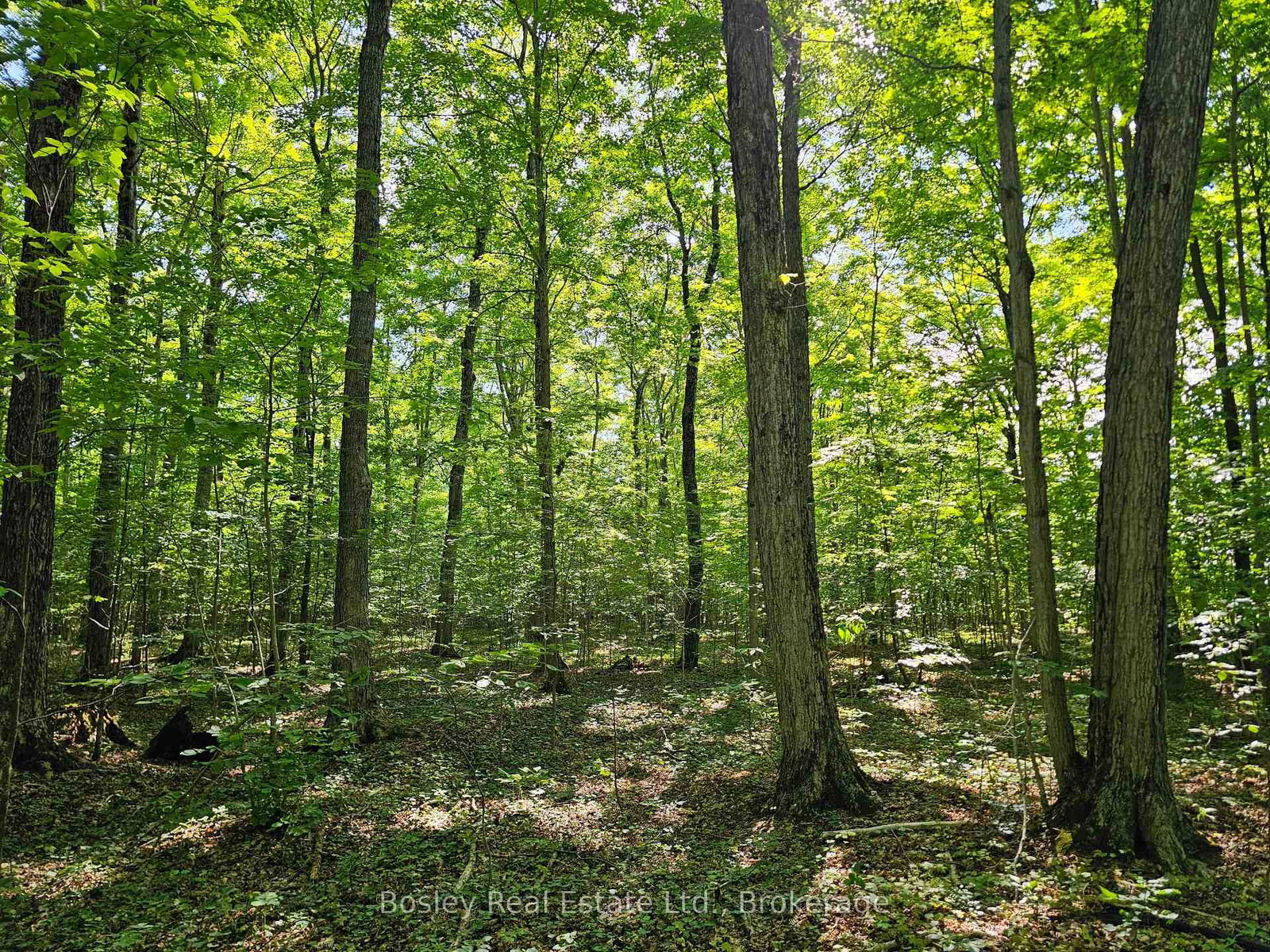404302 20 Concession • Georgian Bluffs, ON photo 41