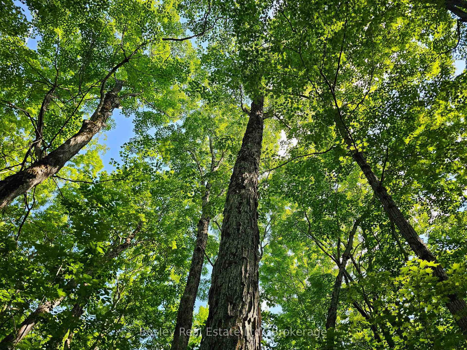 404302 20 Concession • Georgian Bluffs, ON photo 9