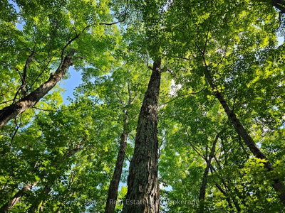 404302 20 Concession • Georgian Bluffs, ON photo 9