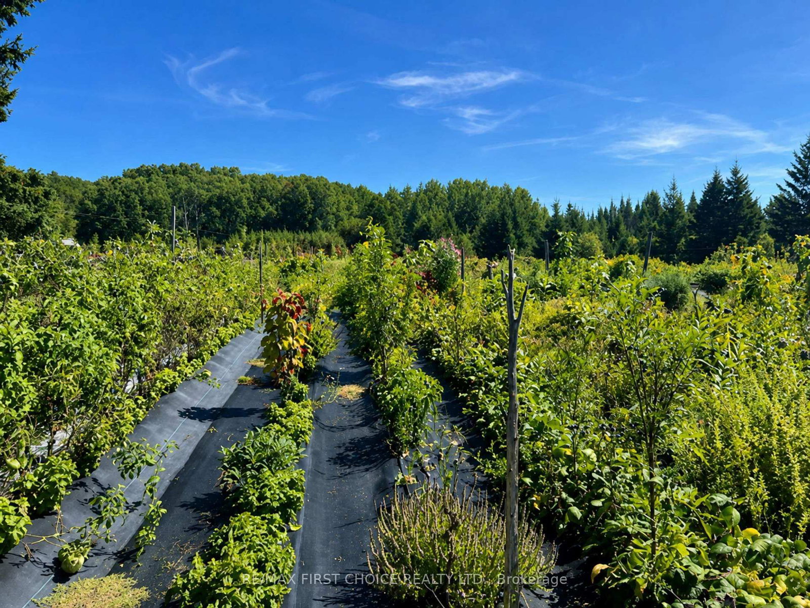 PCL23545 SEC 16 Lauzon Road • Rainy River Remote Area, ON photo 11