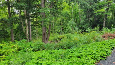 Vacant Land for sale at 0 Black River Road, Tweed, Ontario, K0K 3J0 - Tweed (Village) - MLS: X13731520
