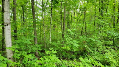 0 Black River Road N • Tweed, ON photo 4