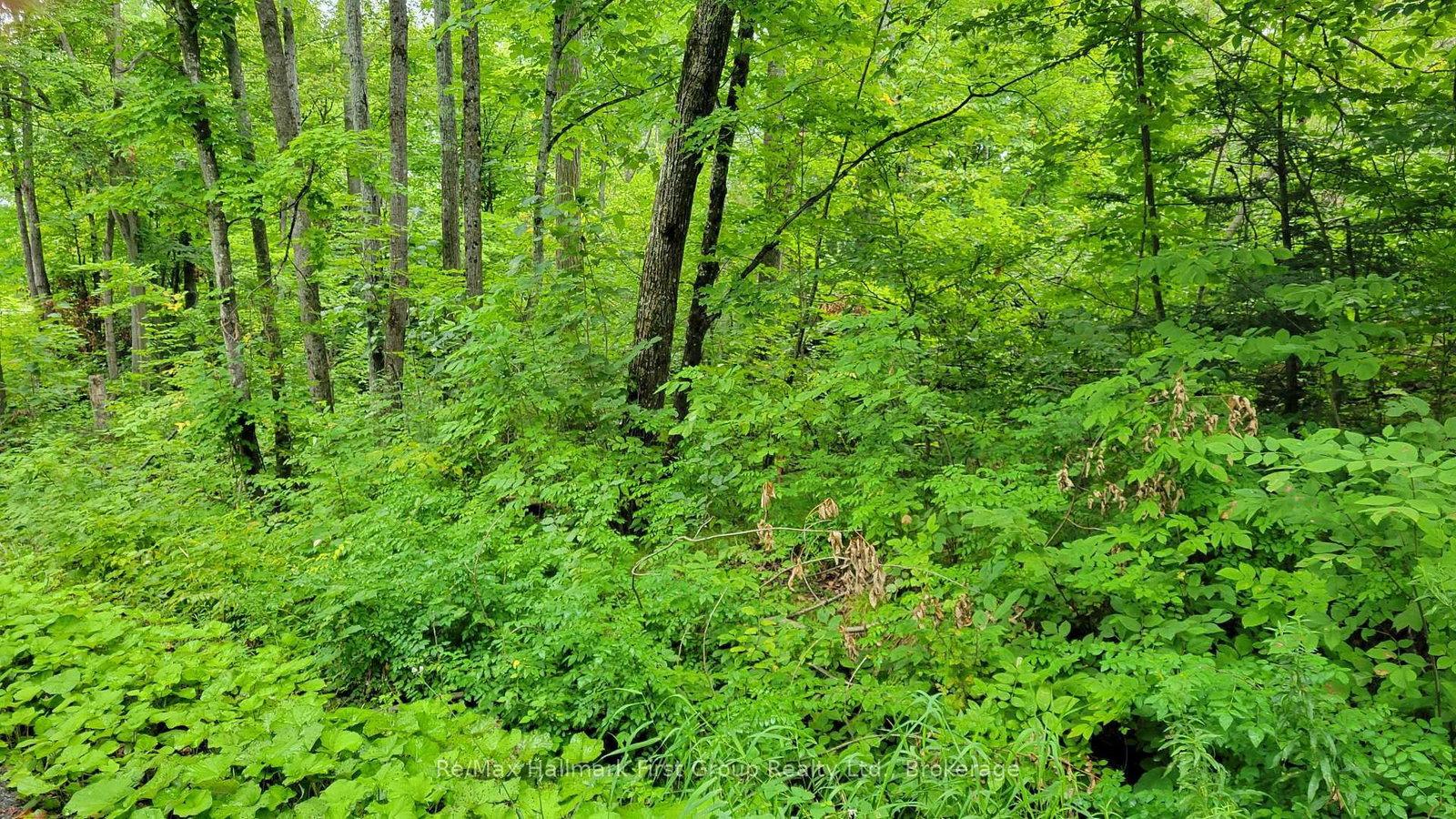0 Black River Road N • Tweed, ON photo 9