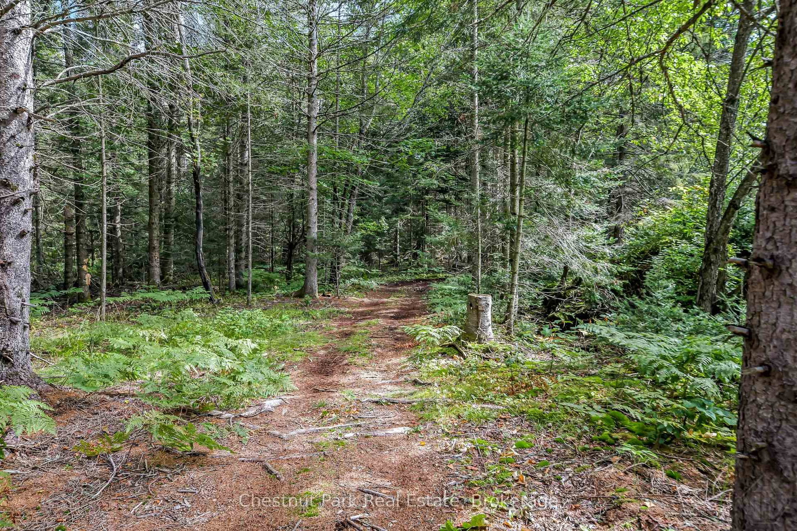 336 Rain Lake Road • Kearney, ON photo 36
