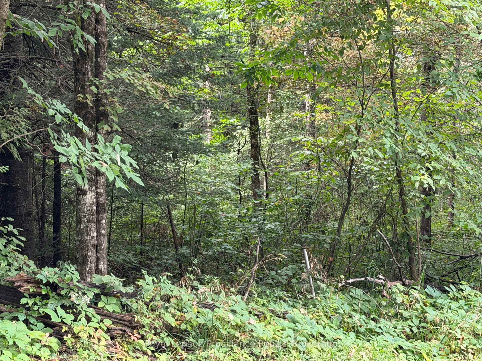 0 Twin Sisters Lake Road • Limoges, ON photo 11