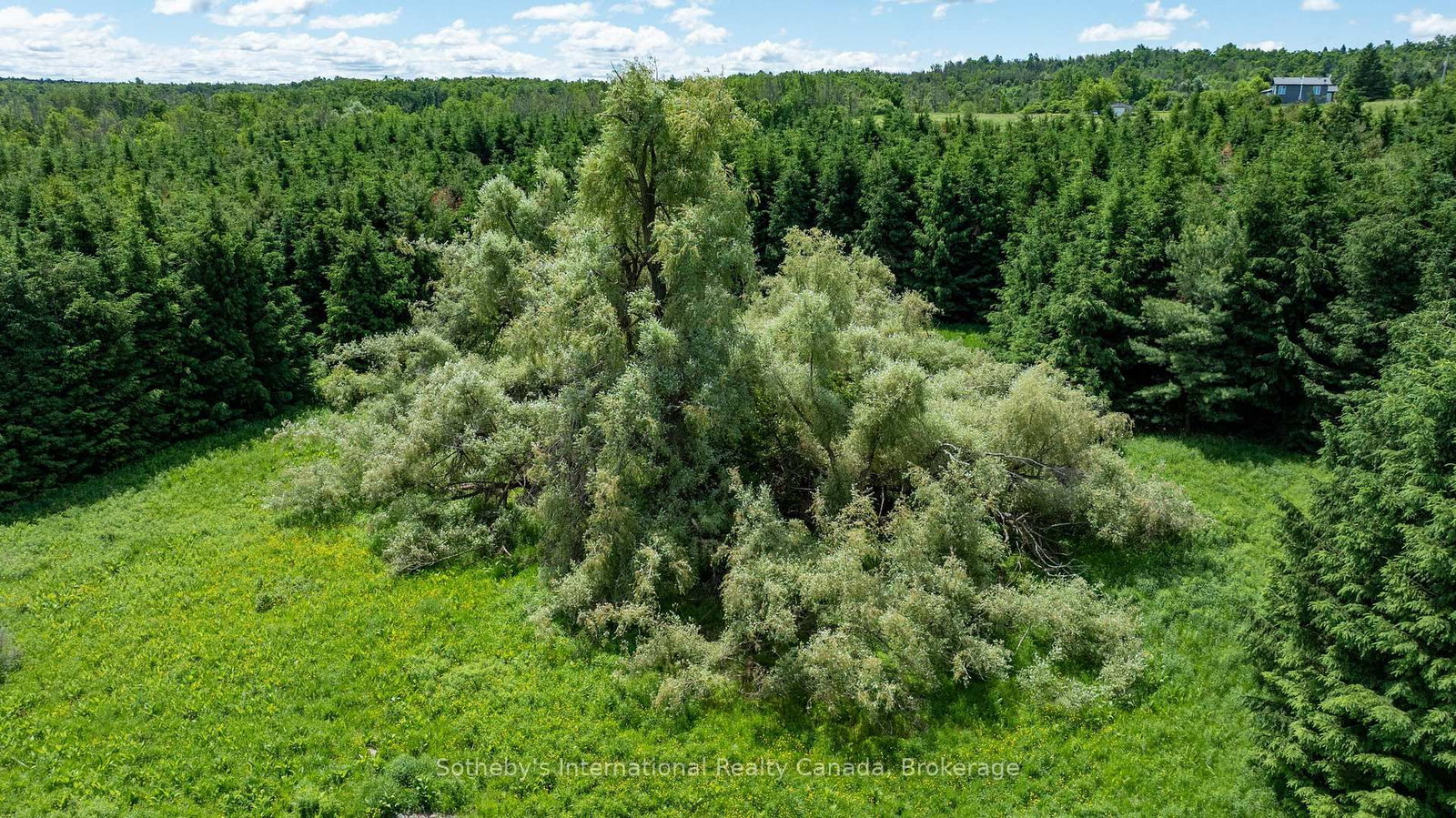 Lot 14 Con 2 1st Line E EHS • Mulmur, ON photo 18