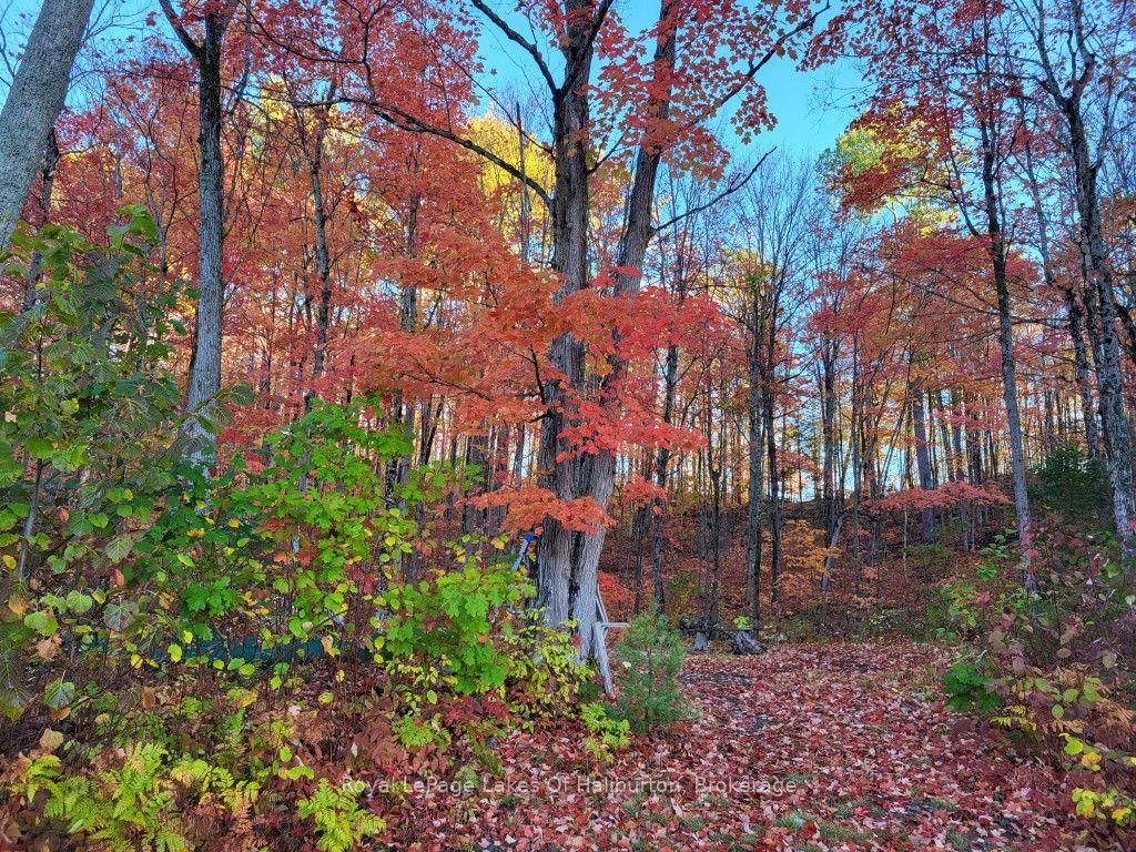 9842 Highway 35 • Minden Hills, ON photo 11