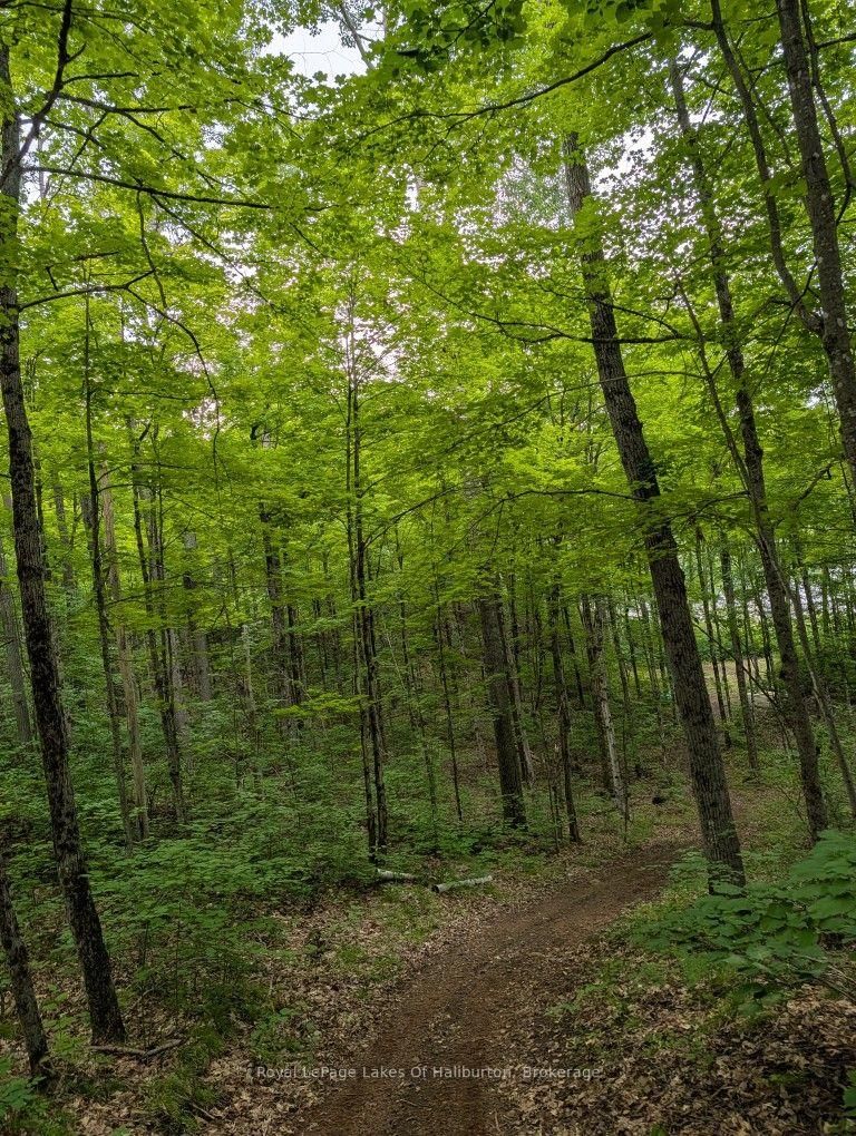 9842 Highway 35 • Minden Hills, ON photo 38