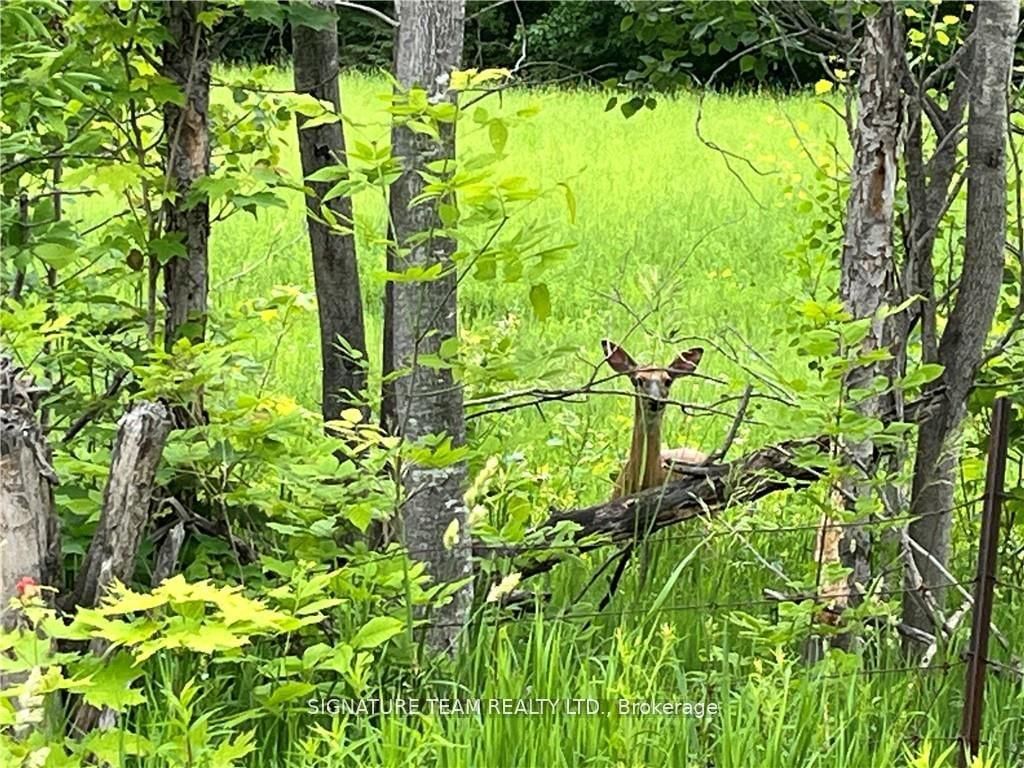 0 Grant Settlement Road • Foresters Falls, ON photo 6