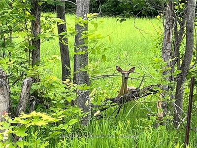 0 Grant Settlement Road • Foresters Falls, ON photo 6