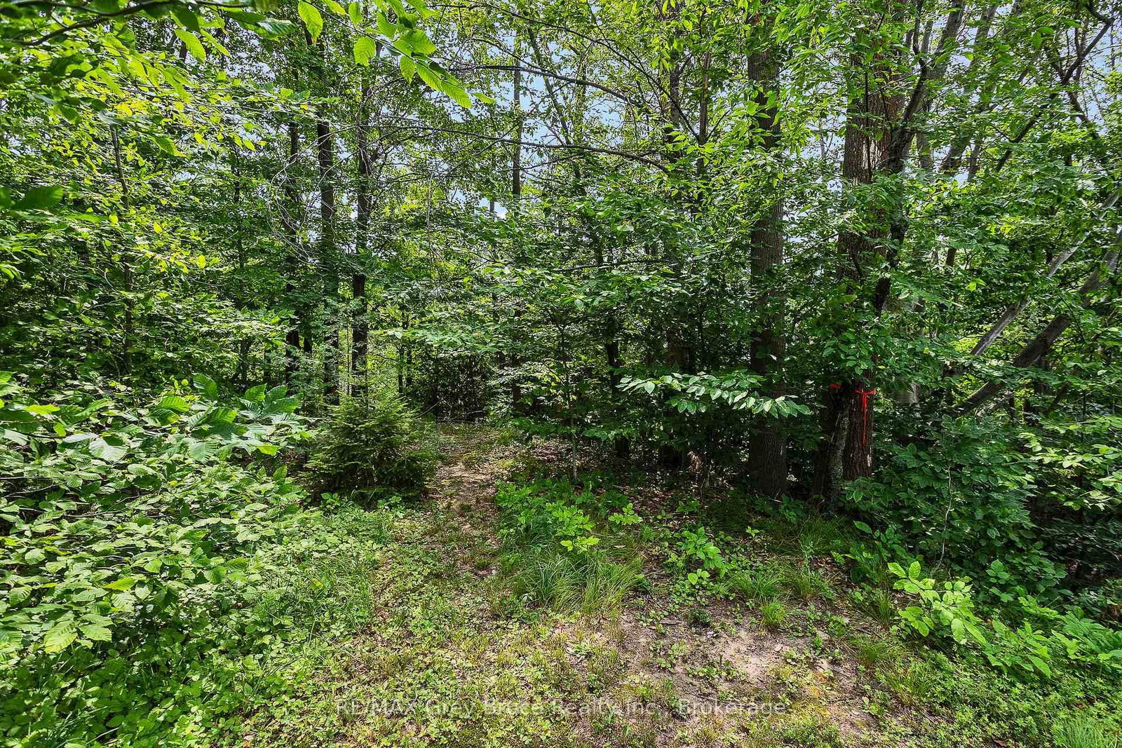 336 6th Avenue E • Owen Sound, ON photo 6