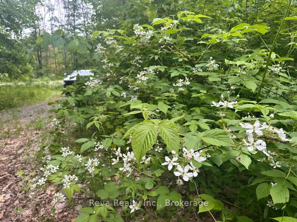 219 Elgin Road • Maynooth, ON photo 20