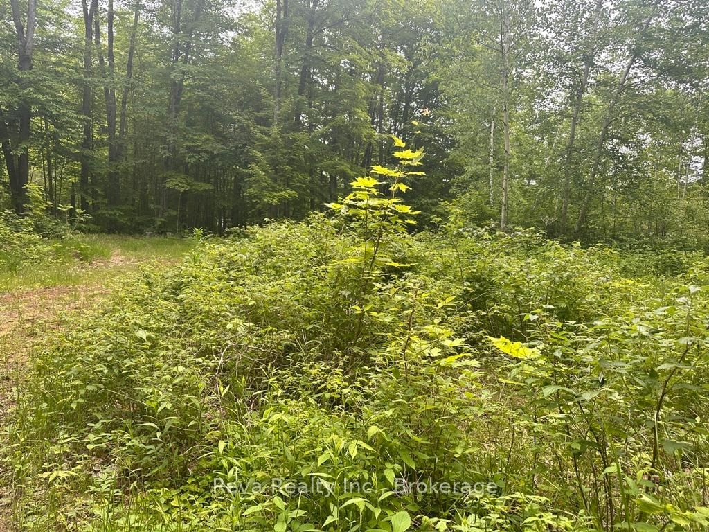 219 Elgin Road • Maynooth, ON photo 21