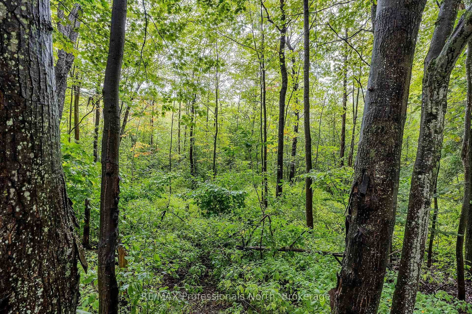 3120 Gelert Road • Minden Hills, ON photo 42