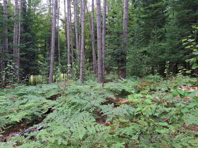 1318 Old North Road • Huntsville, ON photo 2