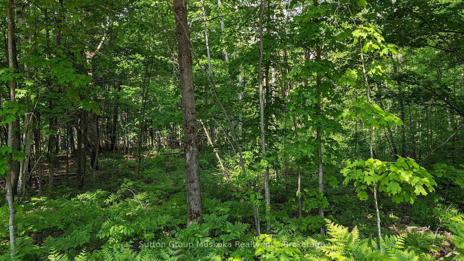Lot 1 Tally-Ho Winter Park Road • Lake of Bays, ON photo 6