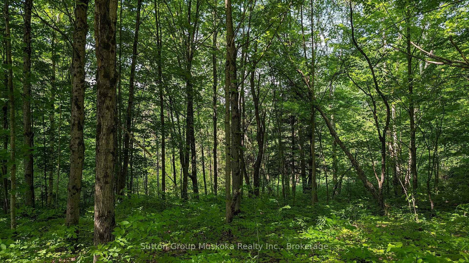 Lot 2 Tally-Ho Winter Park Road • Lake of Bays, ON photo 4
