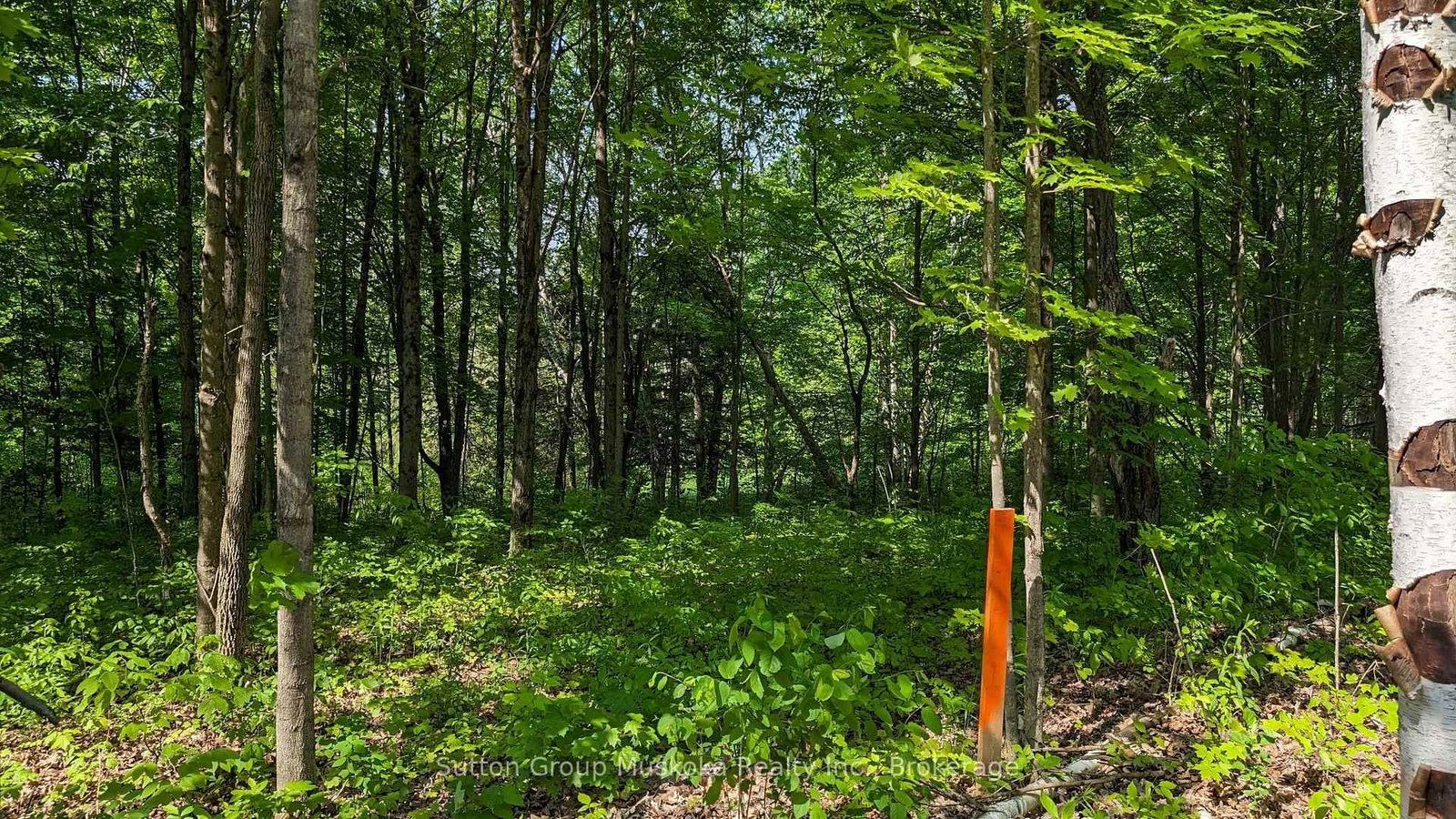 Lot 2 Tally-Ho Winter Park Road • Lake of Bays, ON photo 5