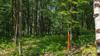 Lot 2 Tally-Ho Winter Park Road • Lake of Bays, ON photo 5